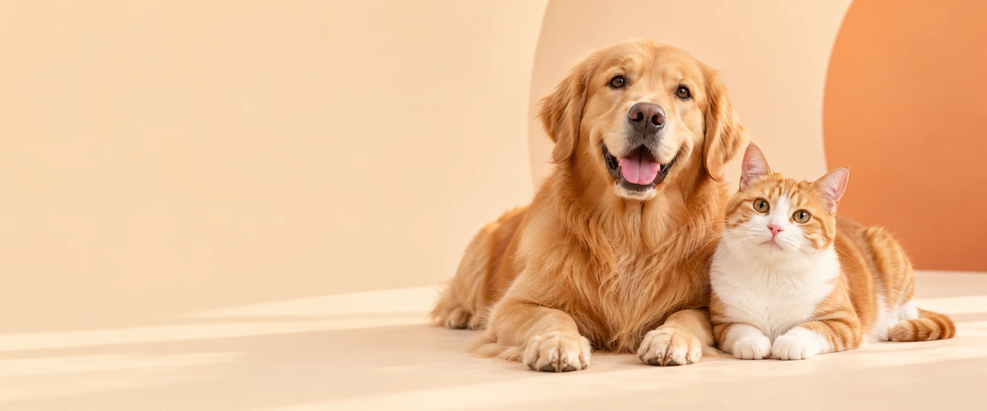金毛犬与橘猫依偎在温暖阳光中